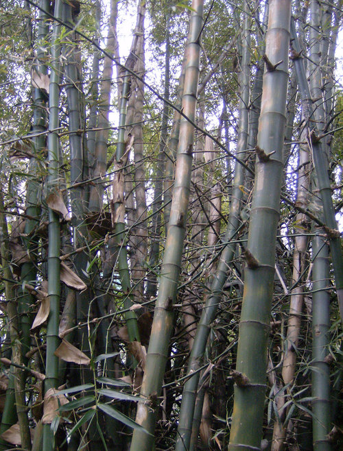 bambusa-blumeana